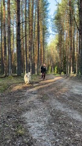 A person runs in a forest with a dog. The person is wearing a black plaid shirt and patterned pants, running with a dog on a leash. The dog is light brown and white. The person and the dog run on a dirt path surrounded by tall trees. The sun is shining, casting shadows on the ground. The person falls and gets back up.