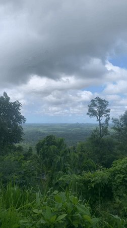 Elevated forest vista documented in Warapitiya, Sri Lanka