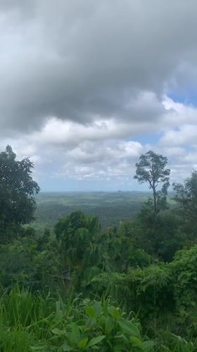 Elevated forest vista documented in Warapitiya, Sri Lanka