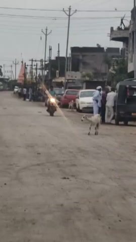 The video shows a rural street scene. A white goat with black markings is walking across the road. There are several people gathered around a black vehicle on the right side of the road, and a white car is parked behind it. A motorcycle is approaching from the left, with a person riding it. Buildings and utility poles are visible in the background. The road appears to be unpaved.