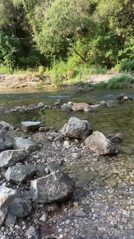 A golden retriever dog stands in a shallow, rocky river, looking towards the camera. The dog is mostly submerged in the water, with its head and forelegs visible. The river is surrounded by lush green trees and vegetation. The sun is shining, casting shadows on the water and rocks. The video is short and focuses on the dog's playful behavior in the water.