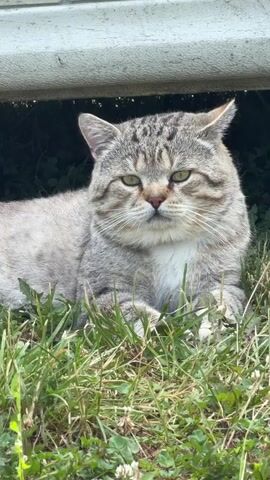 A silver tabby cat lies in green grass under a white object. The cat is facing forward and looking slightly to the right. The background is dark.