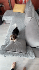 Morning pet activities and casual moments captured in Sochi