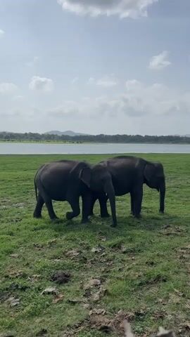 This video shows two elephants standing in a grassy field near a body of water. The elephants are dark gray in color. The ground is covered in green grass and some patches of dirt. In the background, there is a large body of water, and beyond that, a tree line and hills. The sky is blue with some white clouds. The elephants appear to be interacting with each other, as they are standing close together. The video is filmed from a medium distance.