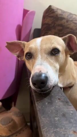 The video shows a close-up, low-angle shot of a light brown dog with a white stripe down its forehead and a black nose. The dog's head is resting on a dark brown, worn piece of wood, likely part of a chair. Its ears are perked up and slightly to the sides. In the background, to the left, is a large, bright pink object, possibly a piece of furniture or decoration, with soft, curved edges. To the right and slightly behind the dog, there's a textured brown surface, possibly upholstery. The lighting is soft, creating a warm and intimate atmosphere. The dog's gaze is directed towards the camera, with its eyes appearing brown and soulful. There is no discernible movement in the video, suggesting it might be a still frame or a very short, static clip. The overall scene appears to be indoors, in a relaxed domestic setting.