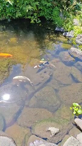 The video shows a pond with several koi fish swimming. The pond is surrounded by rocks and lush green vegetation. Sunlight reflects off the water's surface, creating bright spots. The koi fish are of various colors, including orange, white, and black and white. They appear to be swimming casually in the clear water. The camera pans slightly, showing different angles of the pond and the fish.