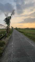 Motorcyclist travels through rice fields in North Kuta, Indonesia