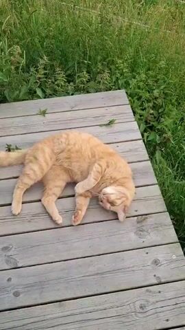 An orange tabby cat is lying on its side on a wooden deck, with its head turned towards the camera. Green foliage is visible in the background. The cat is mostly still, with its tail curled and one paw resting on its chest.