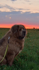 Woman walks dog during sunset in Russian countryside field