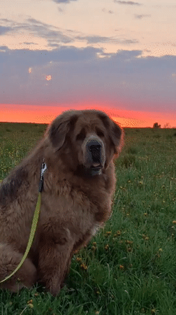 Woman walks dog during sunset in Russian countryside field