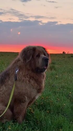 Woman walks dog during sunset in Russian countryside field