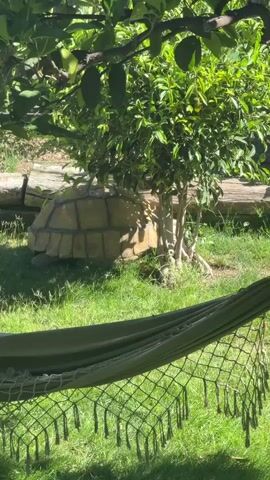 A large tortoise is partially hidden by a small tree in a grassy area. A hammock is visible in the foreground, casting a shadow. The tortoise's shell is clearly visible, with its distinct segmented pattern. The tortoise appears to be stationary, and the environment suggests an outdoor, possibly garden or zoo setting. The lighting indicates it is daytime, with sunlight filtering through the leaves of the tree and overhead foliage.