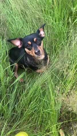 A small black and tan dog sits in tall green grass. A person's hand enters the frame and waves a thin object in front of the dog's face. The dog looks at the object and then shakes its head, causing grass and debris to fly off its fur.
