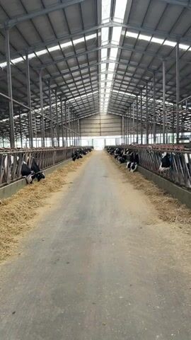 This video shows the interior of a modern barn, likely a dairy farm. The barn is long and appears to be constructed with a metal frame and a corrugated metal roof. Skylights run the length of the roof, providing natural light. On either side of a central concrete walkway, rows of black and white cows are lined up in stalls, facing inwards. They appear to be eating from troughs filled with feed, likely hay or grain. The cows are tethered or confined to their stalls by metal railings. The environment is clean and organized, suggesting a controlled agricultural setting. The video is shot from a low angle, looking down the length of the barn, with the camera moving forward slowly.