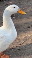 Quiet afternoon moments with poultry and family in Chaikovsky, Russia