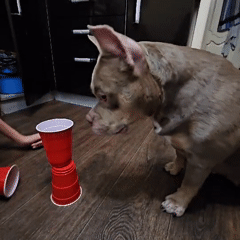 Pit bull plays shell game with red plastic cups in Ulyanovsk