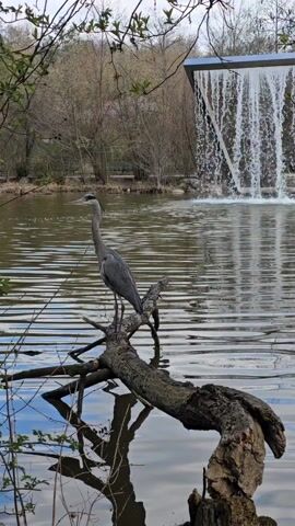 The video shows a serene outdoor scene featuring a large gray heron perched on a fallen tree branch in a pond.  Behind the heron is a modern architectural fountain cascading water into the pond. Trees with bare branches surround the pond. The water reflects the sky and the surrounding trees. The overall lighting is soft, suggesting an overcast day.