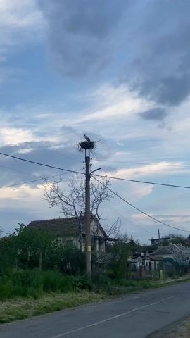 A stork is seen perched in its large nest, which is built on top of a utility pole. The nest is made of branches and sits high above the ground. Numerous power lines extend horizontally from the pole. Below the nest, the utility pole is surrounded by bare tree branches. In the background, an old house with a red-tiled roof is visible, partially obscured by green shrubs and a fence. The scene suggests a rural or semi-rural setting. The sky is partially cloudy, with patches of blue sky and some darker clouds, indicating either late afternoon or early evening. A road runs along the bottom of the frame. The location is Dimchevo, Bulgaria.