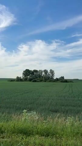 The video shows a wide shot of a rural landscape. In the foreground, there is a strip of tall green grass and wildflowers, with some white blossoms visible. Beyond this, a vast field of uniformly green crops stretches into the distance. In the middle ground, a small cluster of trees, appearing dense and lush, stands out against the flat expanse of the field. The sky above is a bright blue with scattered white, wispy clouds that catch the sunlight. The overall impression is one of a peaceful, sunny day in the countryside. The video is static, with no movement other than a slight sway in the foreground vegetation due to a gentle breeze. There are no people or animals visible in the frame. The lighting suggests it is daytime, likely late morning or early afternoon, given the brightness of the sky and the clarity of the scene.