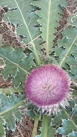 A close-up shot of a thistle plant with a large purple flower bud and spiny green leaves. The plant is growing in dry, brown grass. The camera appears to be stationary.