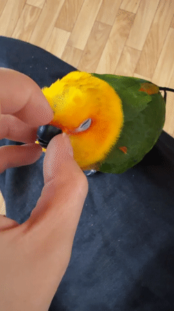 Sun Conure parrot enjoying a quiet moment in Khimki