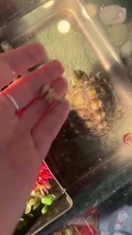 The video shows a person's hand with green painted fingernails and a ring on their finger, reaching into a shallow glass or plastic tank. Inside the tank is a small turtle with a patterned shell. The hand is holding a small piece of food, likely for the turtle. The turtle is positioned facing away from the hand, and appears to be either turning towards the food or moving away from the hand. The tank also contains some decorative elements, including a red artificial plant and some pebbles or shells. The lighting suggests the tank is illuminated, possibly by a heat lamp.