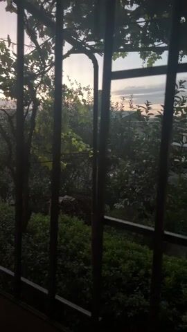 The video shows a view through a metal grate at a natural landscape. The grate consists of several vertical bars, some of which are partially obscured by leaves and branches of trees. Beyond the grate, there are lush green bushes and trees. In the background, the sky is visible with hints of clouds and what appears to be the setting sun, casting a soft, diffused light. The overall impression is one of a serene, natural environment viewed from a confined perspective. The lighting suggests it's either dawn or dusk. There are no people or animals visible in the footage.