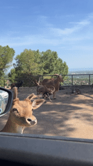 Deer approaches car window in Fasano, Italy