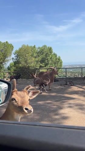 Deer approaches car window in Fasano, Italy