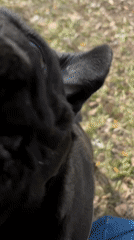 Dog training session with black pug in Shadrinsk park