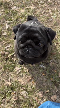 Dog training session with black pug in Shadrinsk park