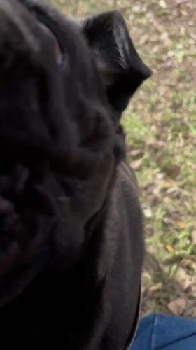 Dog training session with black pug in Shadrinsk park
