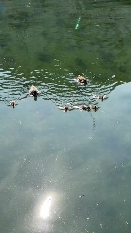 The video shows a family of ducks swimming in a pond. There are two adult ducks and five ducklings. The ducks are swimming in a line, with the adult ducks at the front and back and the ducklings in the middle. The water is green and reflective, with the sun shining on it. There is some debris floating on the water. The ducks are moving slowly and peacefully.