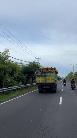 Workers in hard hats travel by truck in Denpasar