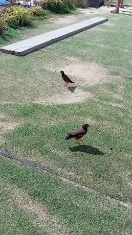 Two myna birds are walking on a patch of green artificial turf. The birds are dark brown with yellow beaks and legs. One bird is closer to the camera and is facing right, while the other bird is further away and facing left. In the background, there are a few people walking on a concrete path and some greenery.