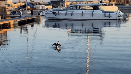 Cormorant spotted swimming, flapping wings in Nessebur harbor