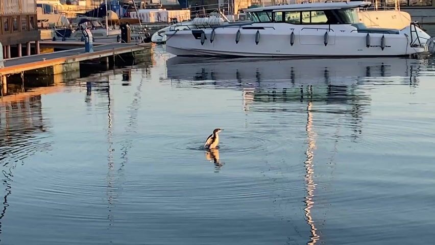 The video shows a tranquil harbor scene at dawn or dusk.  A dark-colored water bird, likely a cormorant, swims in the calm water near a wooden dock and several docked boats. The bird dips its head, briefly exposing its back, then disappears from view. Several yachts, sailboats, and small motorboats are moored at the dock. The reflections of the boats and a nearby building with bright blue lights shimmer in the water. The sky is a soft blend of pastel colors, suggesting either sunrise or sunset.