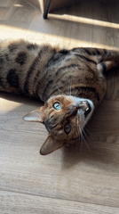 Bengal Cat Relaxes on Back During Morning Indoor Session