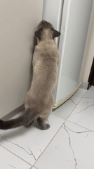 Siamese cat investigates something on the side of a fridge