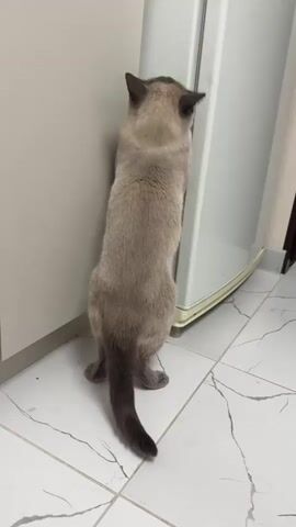 A Siamese cat stands on its hind legs next to a refrigerator. It is leaning its body against the refrigerator and appears to be nudging a green object on the side of the appliance with its head. The cat's tail is blurred due to motion. The floor is tiled with a white marble pattern. A wall is visible to the left of the cat and the refrigerator.