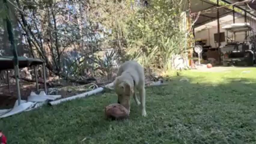 A person approaches a yellow Labrador Retriever in a backyard. The dog stands on a grass lawn and pushes a coconut around. The person stops near the dog, watching it play with the coconut. The yard has tables, a trampoline, plants, and a utility shed.