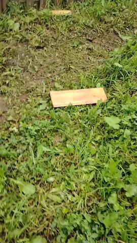 The video begins with a close-up of a wooden plank lying in the grass. The camera then pans to the right, revealing a wooden fence with two large rugs hanging on it. The fence encloses a grassy area with some dirt patches and young plants. The camera continues to pan, showing more of the grassy yard and a small garden with rows of plants. The background consists of more wooden fencing and some trees.
