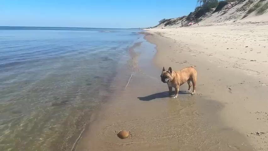 A French bulldog stands on a sandy beach near the water's edge. The dog is light brown with darker markings on its face and ears. It is looking towards the camera. To the left of the dog, in the shallow water, is a jellyfish. The beach extends into the distance, with sand dunes and vegetation on the right. The sky is clear and blue. The water is calm and transparent. There is a shadow of the dog on the sand.