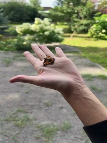 A butterfly rests on an open palm. The butterfly has orange and black patterned wings. The hand is held out in front of a blurred background of green foliage and what appears to be a paved area.