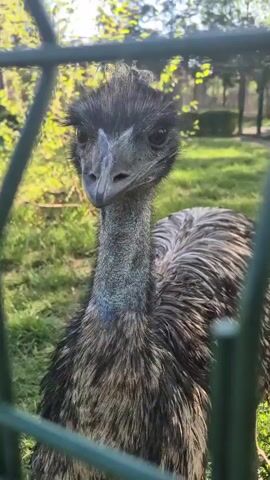 The video features a close-up of an emu in an outdoor setting. The emu, with its dark, shaggy head feathers and prominent dark eyes, looks directly at the camera throughout the clip. Its long neck is covered with short, grey-brown feathers, revealing patches of bluish skin, particularly around the throat. The bird's body feathers appear shaggy and are a mix of grey and brown tones.

The background consists of blurred green grass and foliage, suggesting a natural, grassy enclosure, possibly within a zoo or farm. The lighting is bright and sunny, indicating daytime. Around the 0:02 mark, a green metal fence becomes visible in the foreground, separating the viewer from the emu, which peers through the bars. The emu maintains a steady gaze, occasionally shifting its head slightly. The video captures the emu's curious and attentive demeanor in what appears to be a well-lit, outdoor habitat in Pavlikeni, Bulgaria.