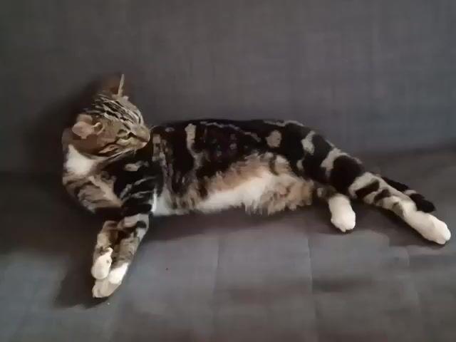 A domestic cat with brown and black tabby markings and white paws rests on a dark gray sofa. The cat is lying on its side, facing left, with its head turned to look directly at the camera. The video captures the cat in a still pose.