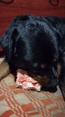 Evening garden moments with Rottweiler and roses in Ukrainian city