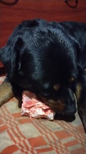 Evening garden moments with Rottweiler and roses in Ukrainian city