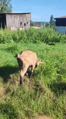 Goats grazing, butterflies on wildflowers, one curious encounter