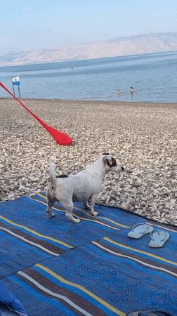 Morning scene on the Sea of Galilee: beach dog, paddleboard, swimmers
